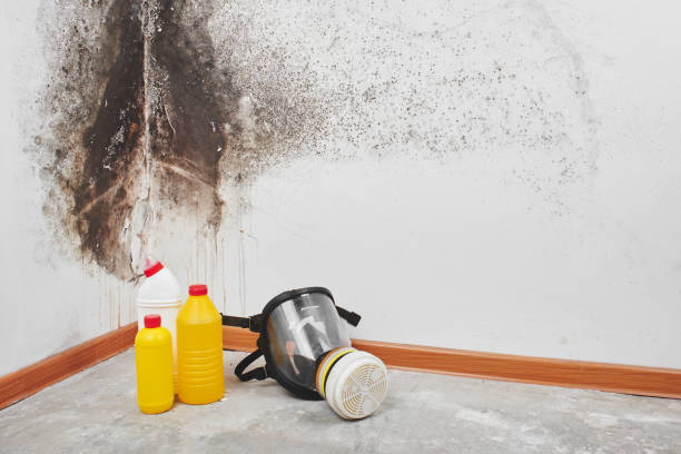 Best Mold Remediation  in Neshanic Station, NJ