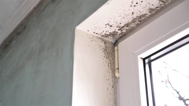 Best Mold Testing  in Neshanic Station, NJ