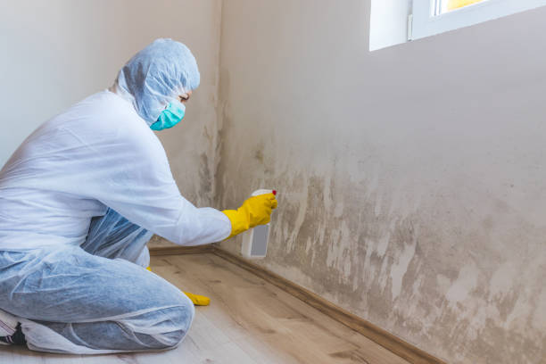 Best Mold Removal Process  in Neshanic Station, NJ