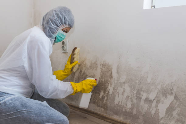 Best Certified Mold Removal  in Neshanic Station, NJ