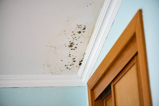 Best Mold Testing  in Neshanic Station, NJ