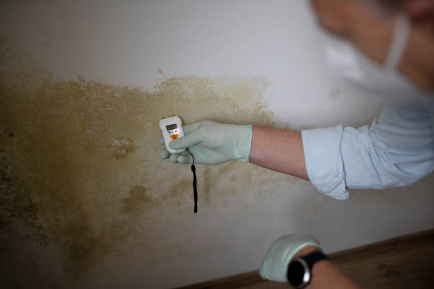 Best Residential Mold Removal  in Neshanic Station, NJ