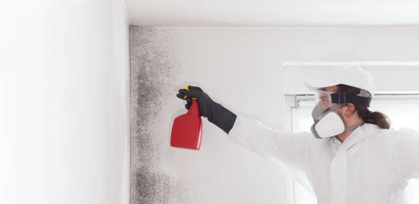 Best Professional Mold Removal  in Neshanic Station, NJ