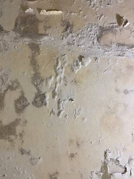 Professional Mold Removal in Neshanic Station, NJ