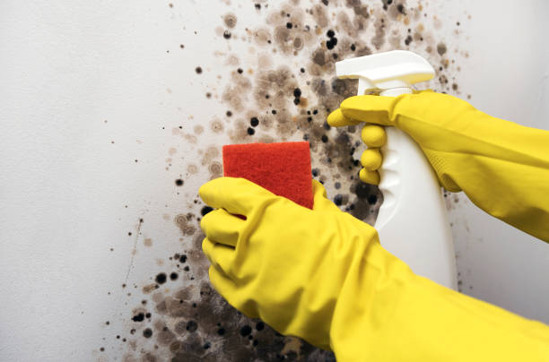 Best Mold Remediation  in Neshanic Station, NJ