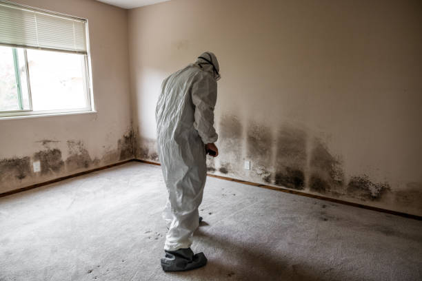 Professional Mold Removal in Neshanic Station, NJ