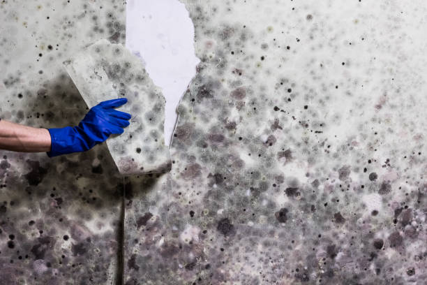 Best Mold Removal Near Me  in Neshanic Station, NJ