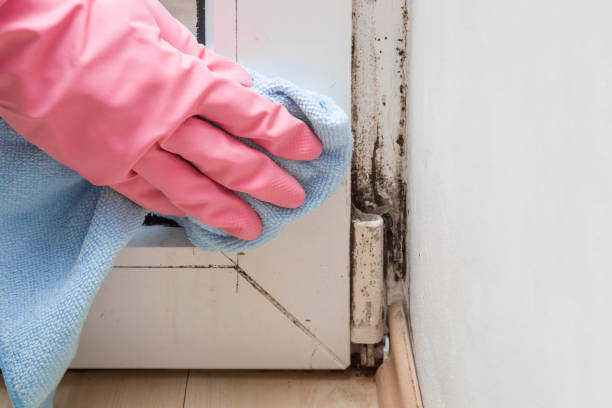 Best Residential Mold Removal  in Neshanic Station, NJ