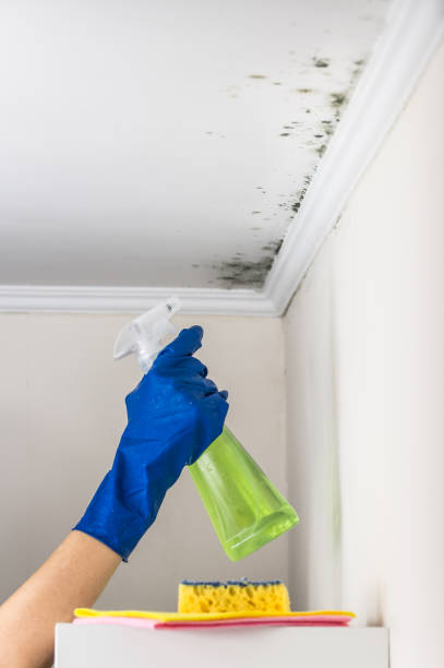 Mold Removal Process in Neshanic Station, NJ